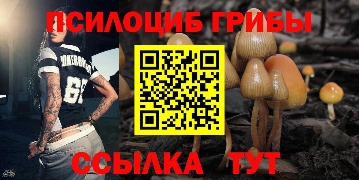 Галлюциногенные грибы Psilocybine cubensis Реутов